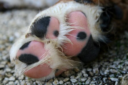 Bernese mountain dog animal picture dog