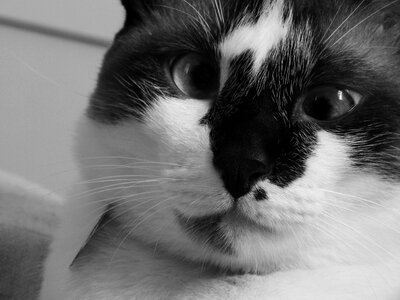 Cross-eyed cat pet friend photo