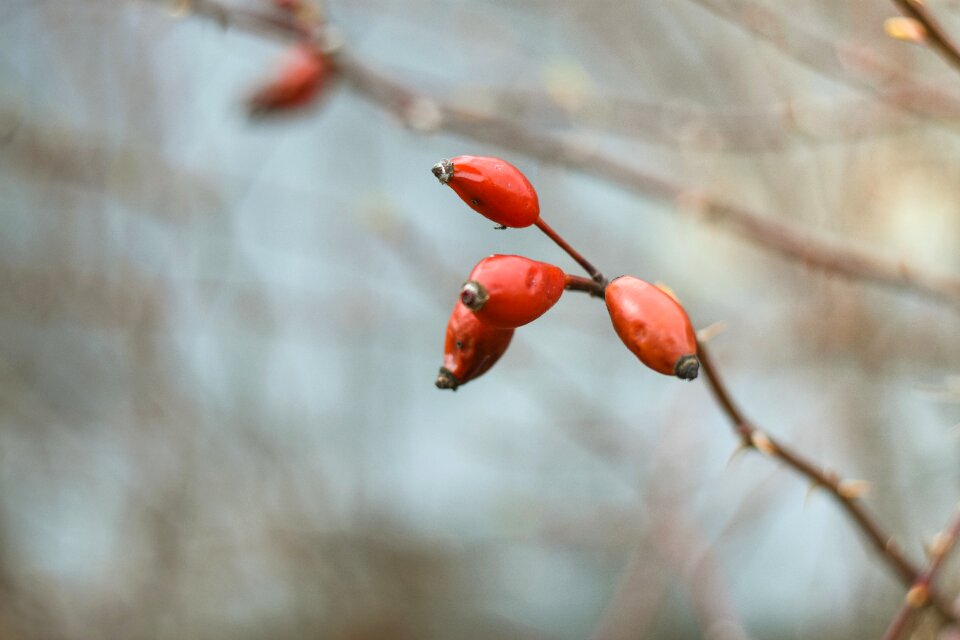 Close color spring