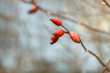 Close color spring