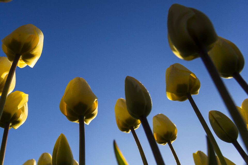 Morning lisse bulb fields photo