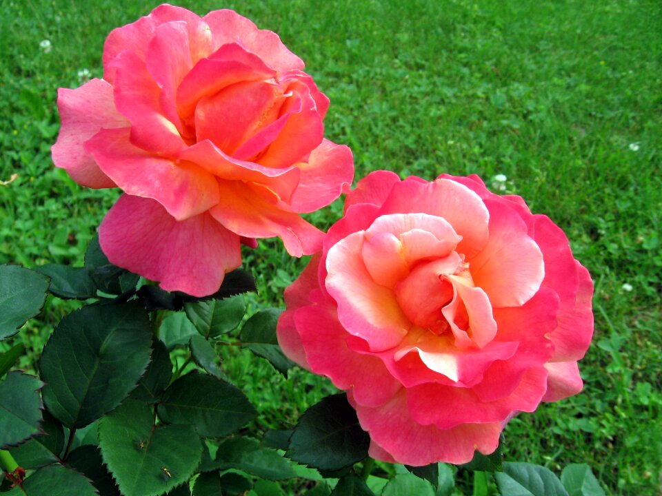 Rosebush nature summer flowers