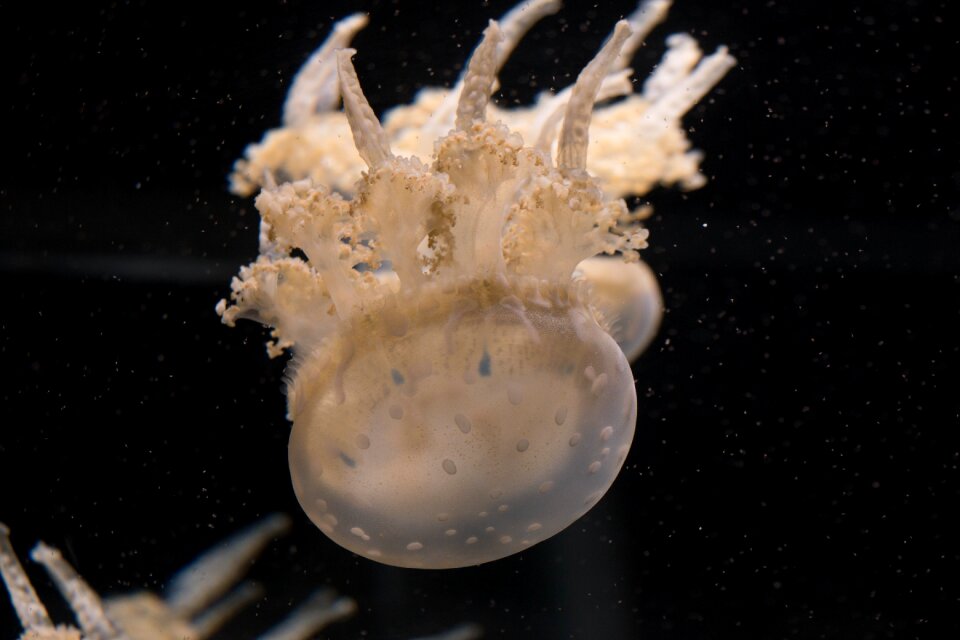 Upside down jellies nature tropical photo