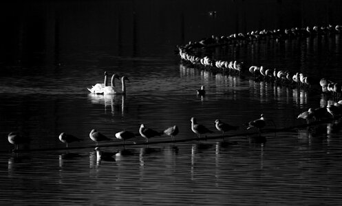 Lake water seaquells