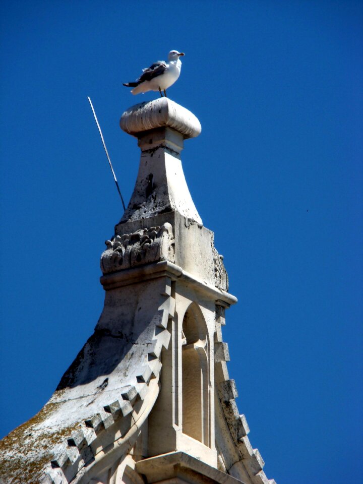 Bird outdoor gull