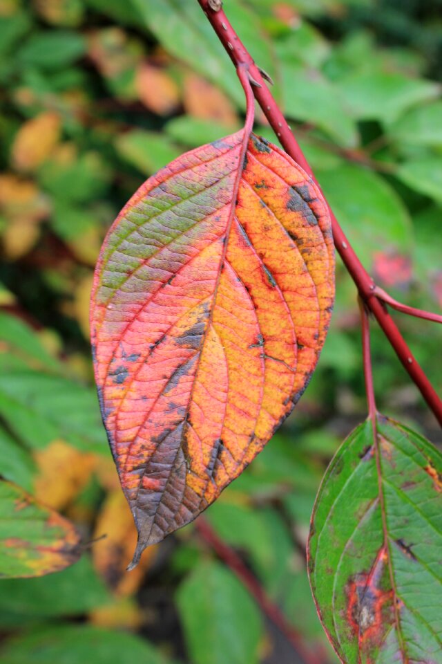 True leaves fall foliage composition
