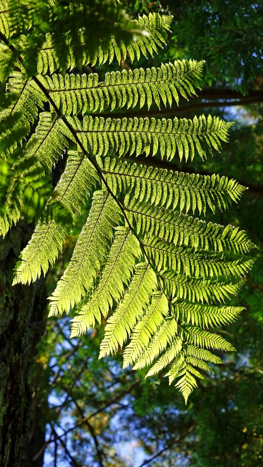 Nature leaf forest plant photo