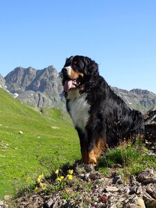 Animal picture dog mountains photo