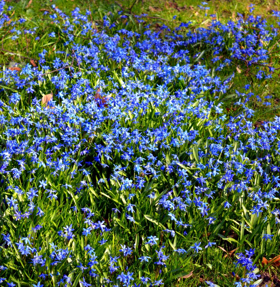 Close up nature blue photo
