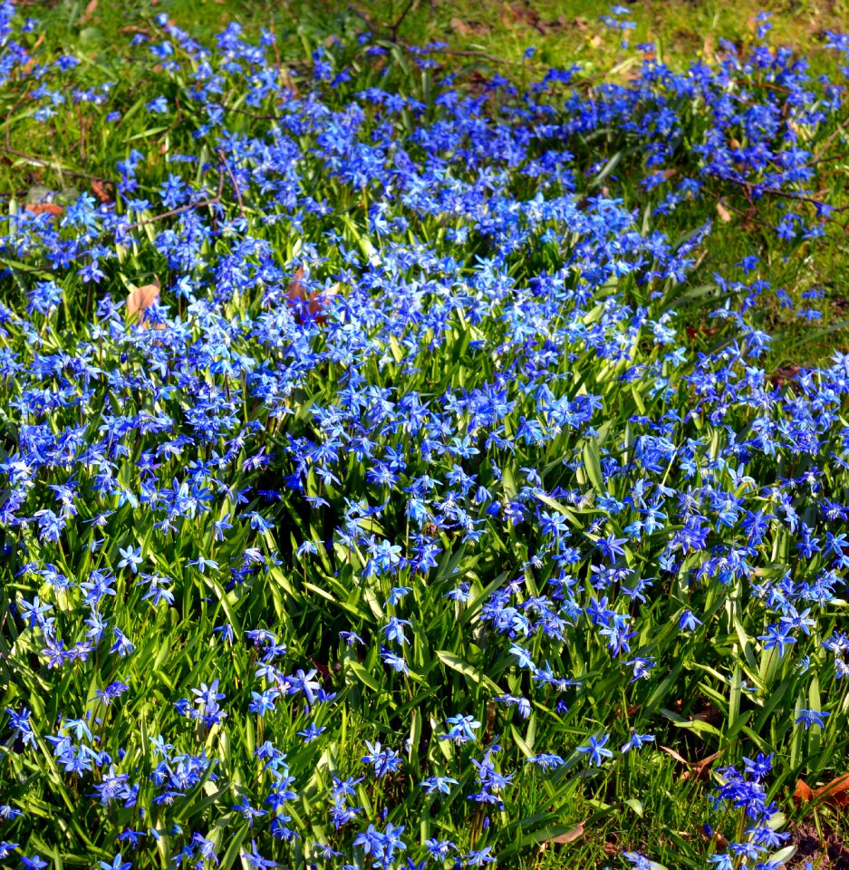 Close up nature blue