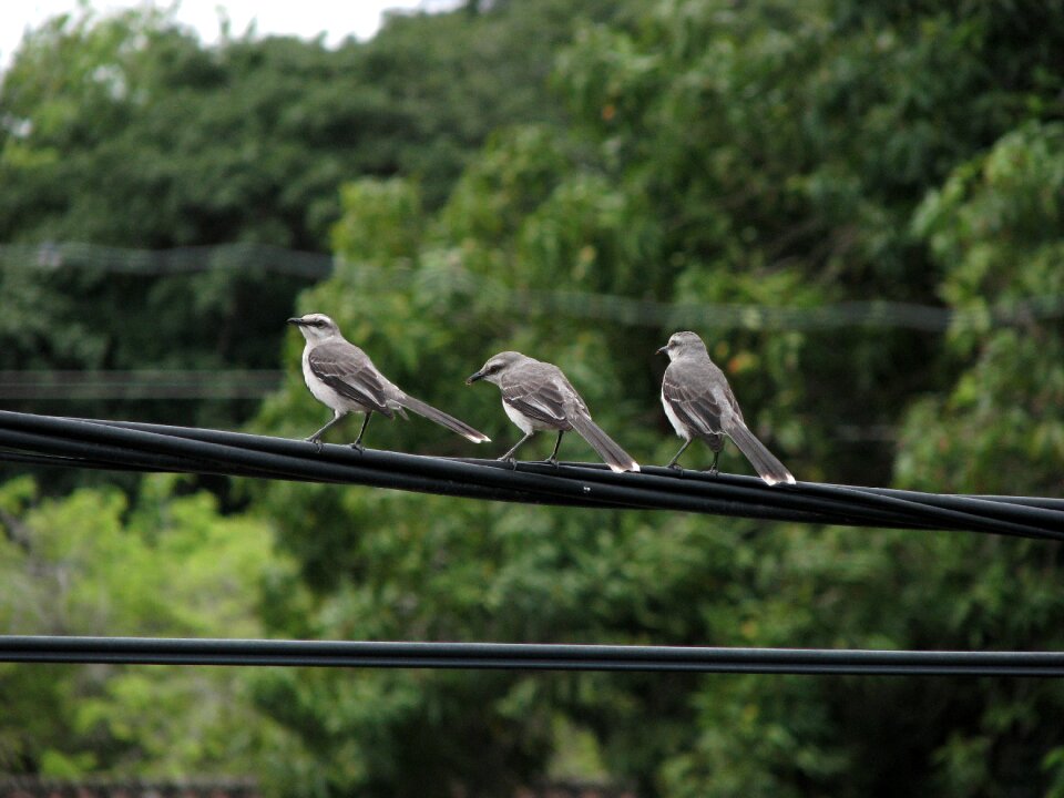 Birds nature Free photos