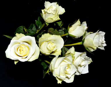 White roses flourished bush