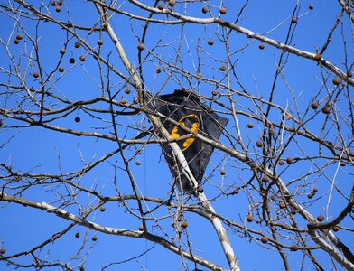 Batman kite kite-eating tree nature photo