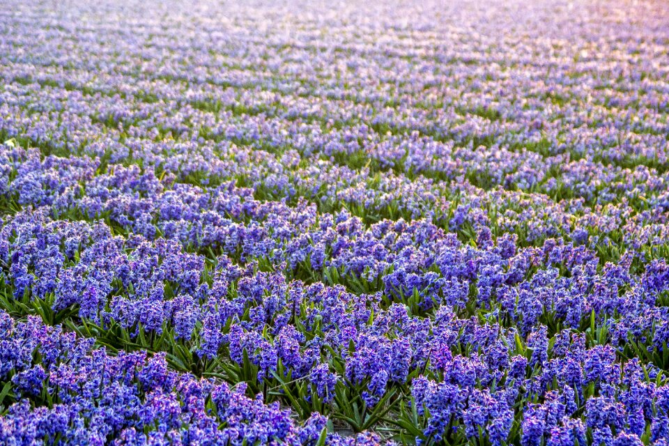Morning lisse bulb fields