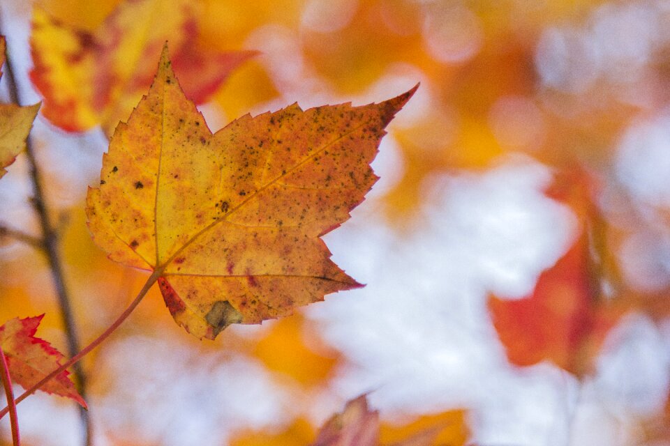 Orange orange leaves leaf