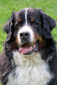 Animal picture dog portrait