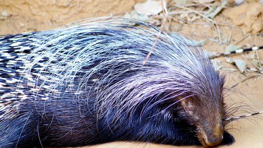 Animal wild animals
