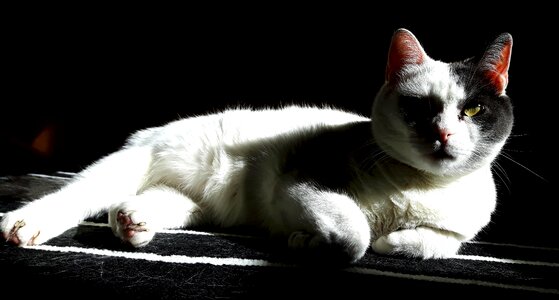Pet european animal