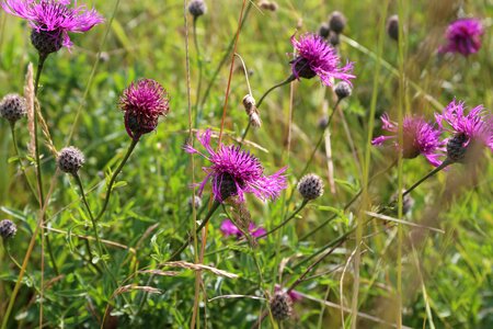 England flora wild