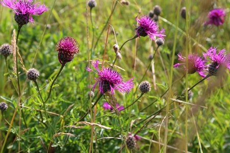 England flora wild photo