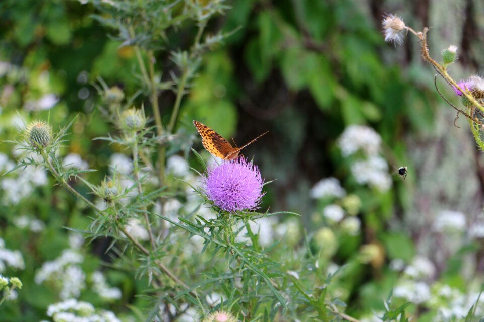 Summer yellow insect