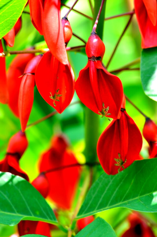 Green plans nature