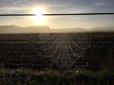 Cobwebs dew fog photo