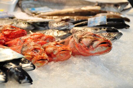 Market sea animals food