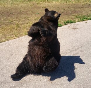Bear black bear zoo