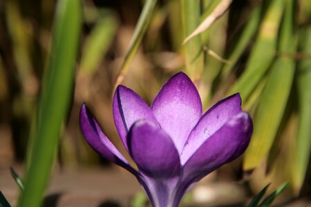 Flower purple close up