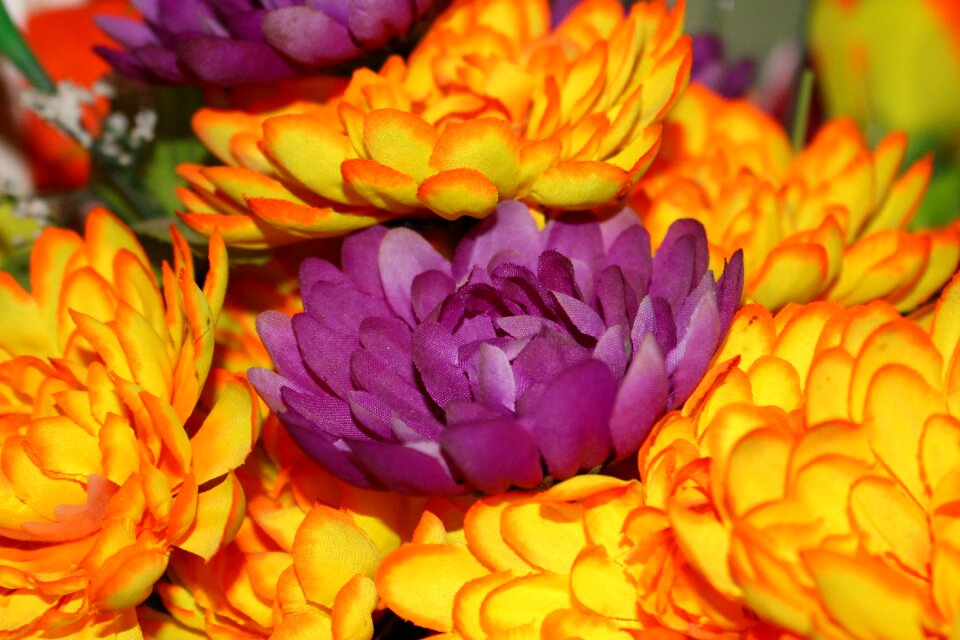 Flowers the brightness splash