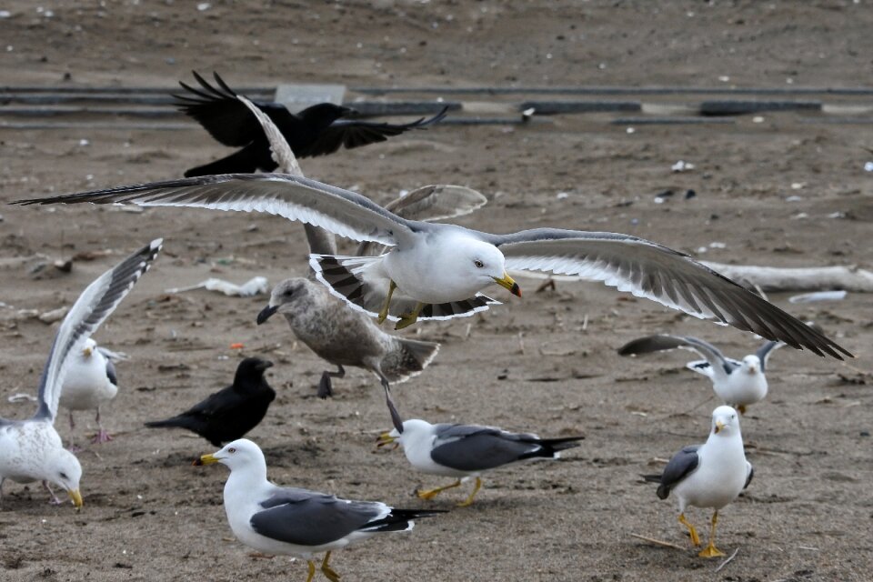 Sea gull seagull seabird