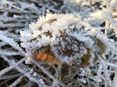Hoarfrost icy winter magic photo