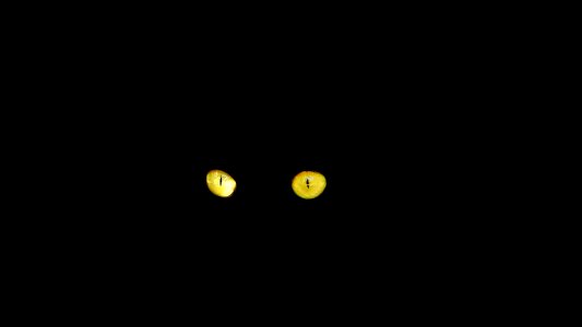 Black cat cat feline photo