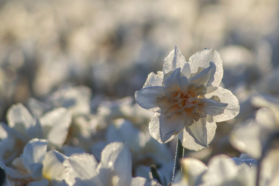 Morning lisse bulb fields photo