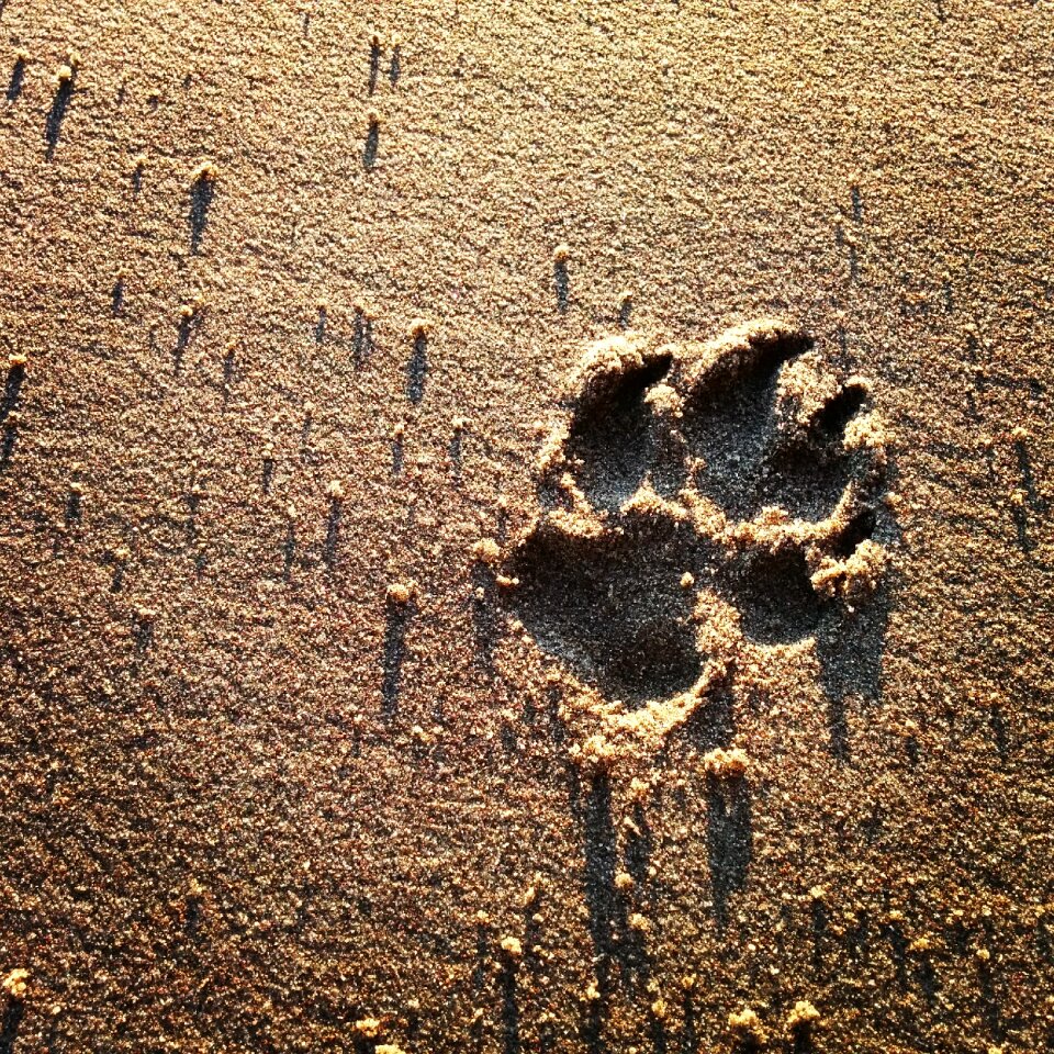 Sand summer photo