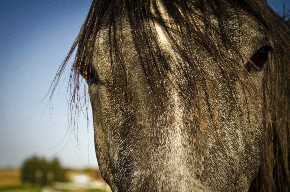 Equine stallion animal