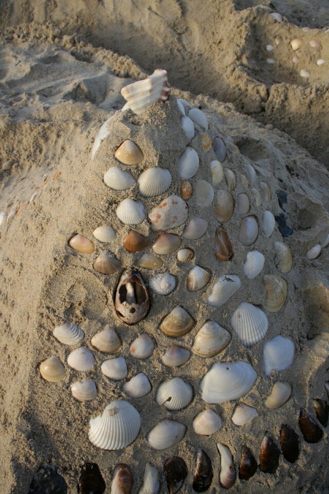 Snails sand summer