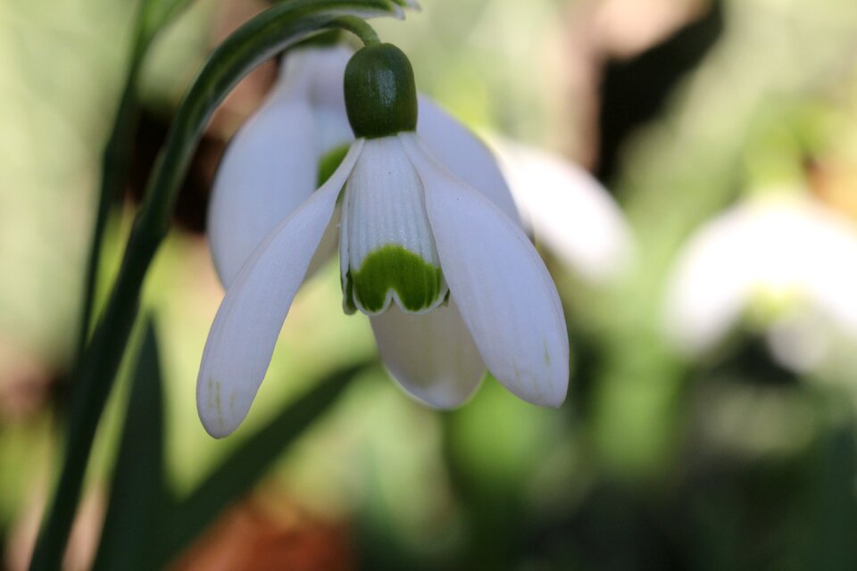 Morning white blossom