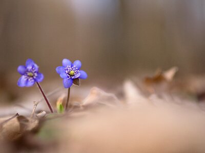 Flowers nature flower