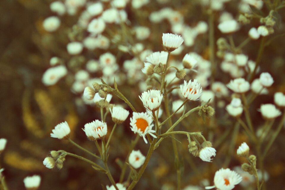 Wildflower nature spring