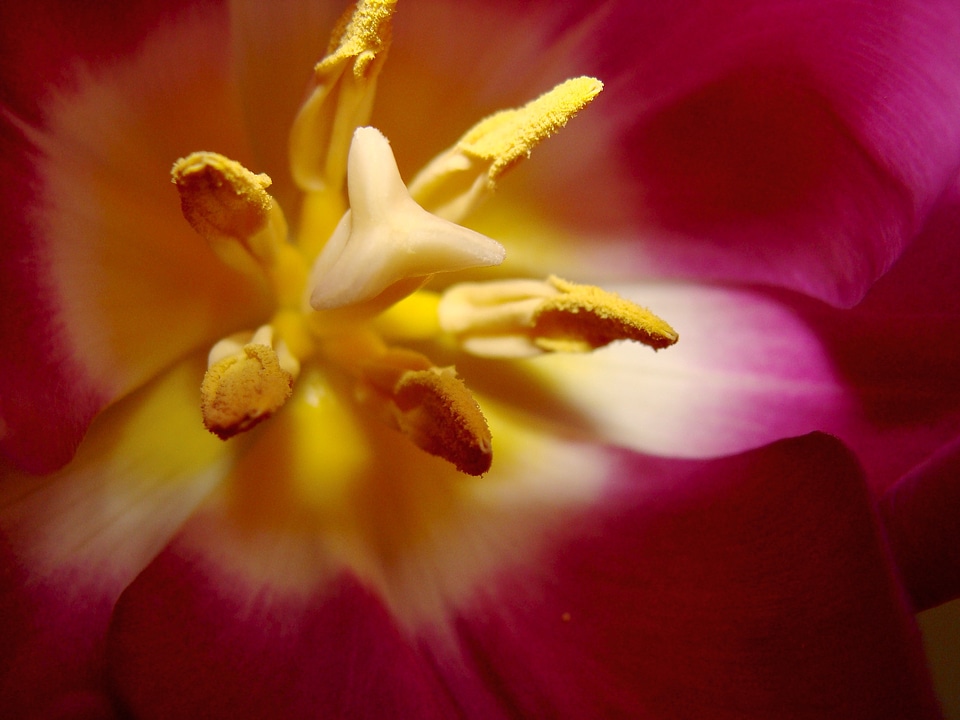Tender beautiful petal