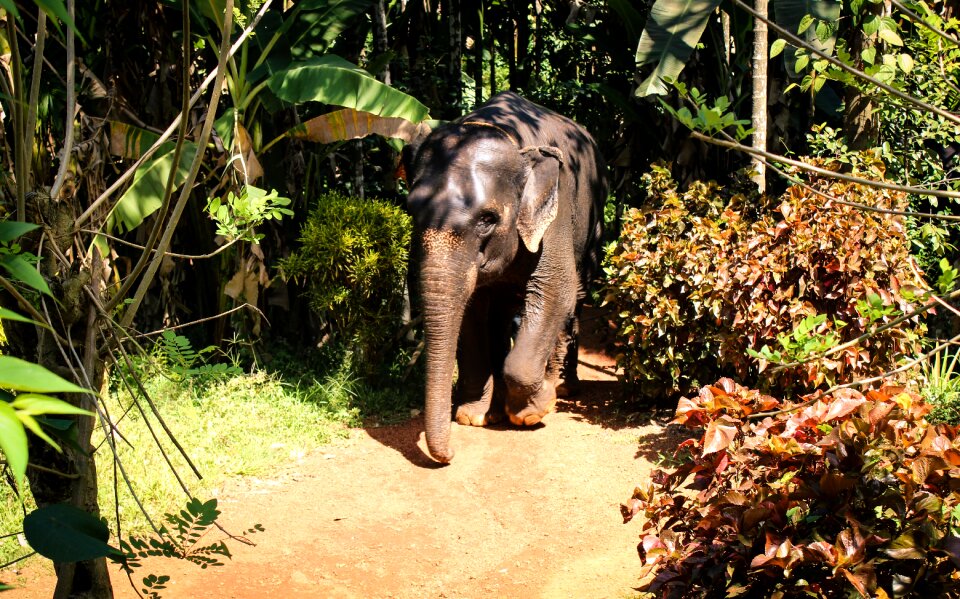 Animal forest