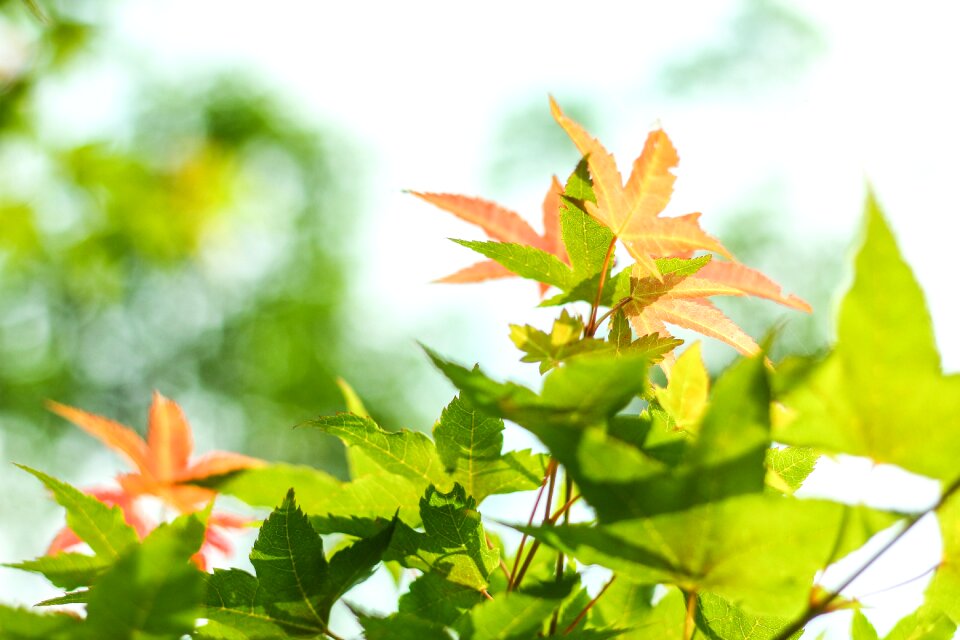 Maple nature green leaves