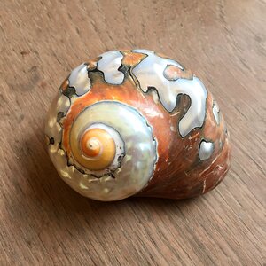 Snail spiral close up