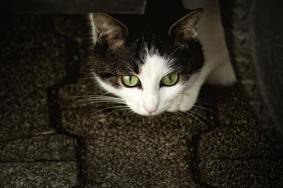 Cat's eyes anxious animal