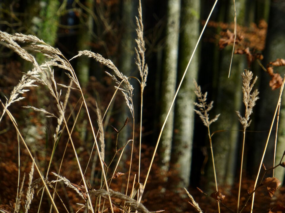 Grasses nature halme
