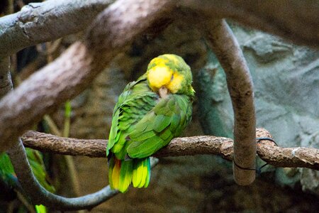 Rainforest tropical yellow photo