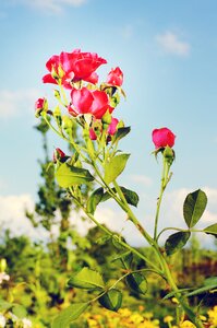 Blossom bloom rose blooms