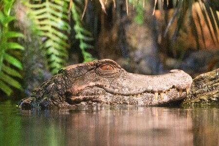 Animal wildlife nature